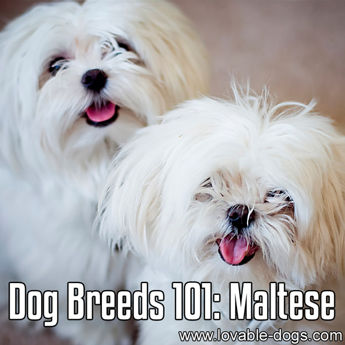 Dog Breeds 101 - Maltese - WP