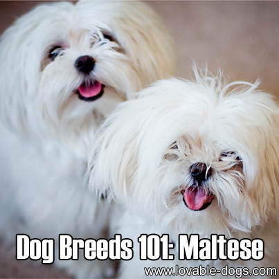 Dog Breeds 101 - Maltese