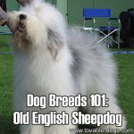 Dog Breeds 101: Old English Sheepdog