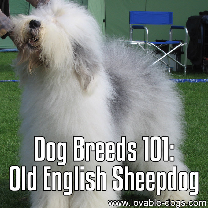 Dog Breeds 101 - Old English Sheepdog - WP