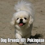 Dog Breeds 101: Pekingese