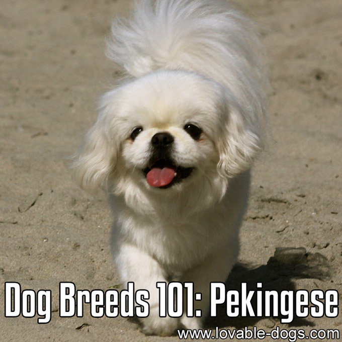 Dog Breeds 101 - Pekingese - WP
