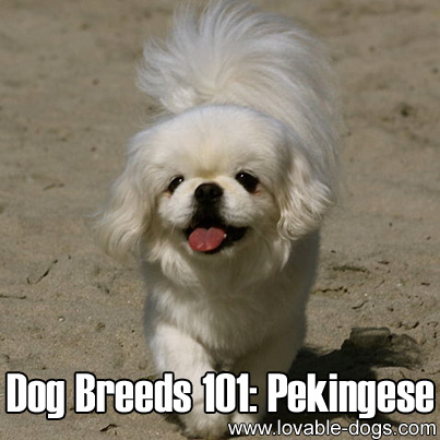 Dog Breeds 101 - Pekingese