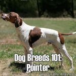 Dog Breeds 101: Pointer