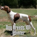 Dog Breeds 101: Pointer