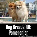 Dog Breeds 101: Pomeranian