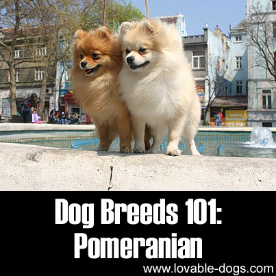Dog Breeds 101- Pomeranian