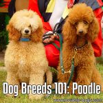Dog Breeds 101: Poodle