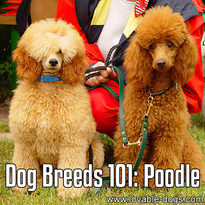 Dog Breeds 101 - Poodle - WP