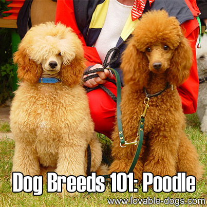 Dog Breeds 101 - Poodle