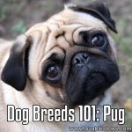 Dog Breeds 101: Pug