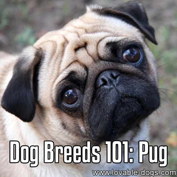 Dog Breeds 101 - Pug - WP