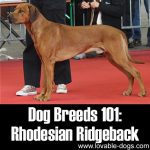Dog Breeds 101: Rhodesian Ridgeback