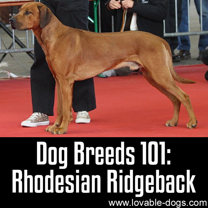 Dog Breeds 101 - Rhodesian Ridgeback - WP