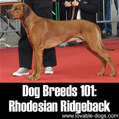 Dog Breeds 101 - Rhodesian Ridgeback