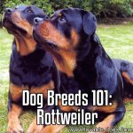 Dog Breeds 101: Rottweiler