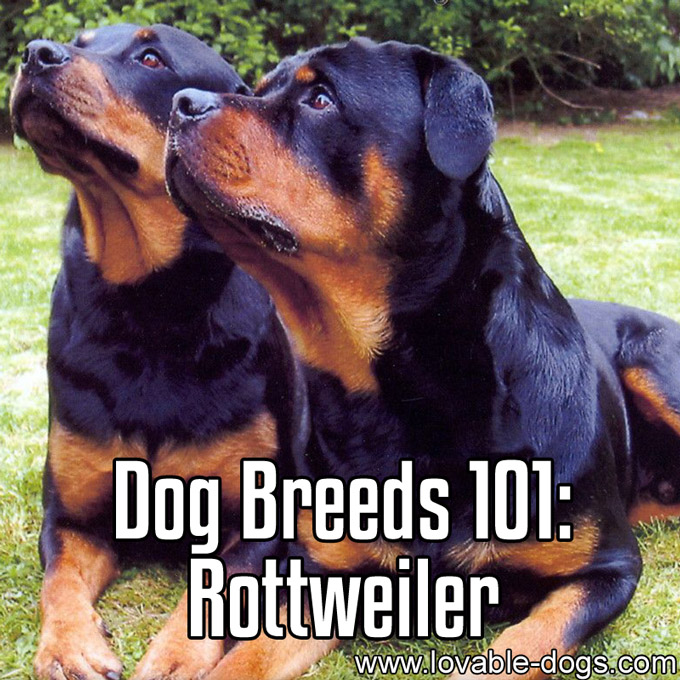 Dog Breeds 101 - Rottweiler - WP