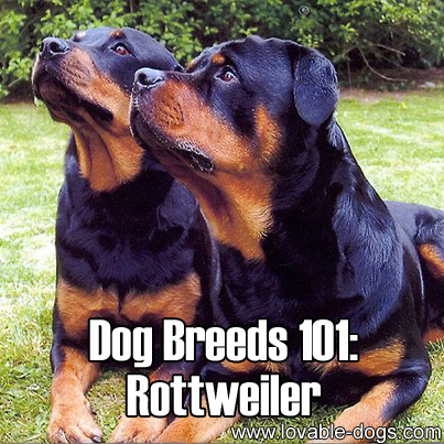 Dog Breeds 101 - Rottweiler
