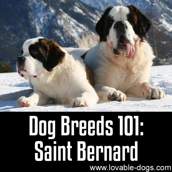 Dog Breeds 101 - Saint Bernard - WP