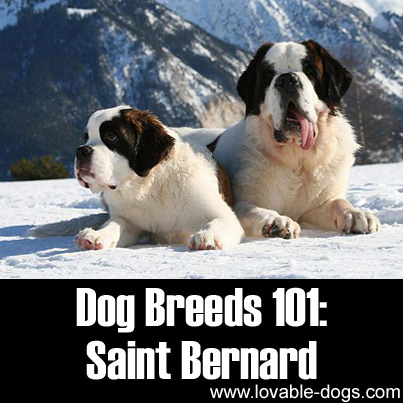 Dog Breeds 101 - Saint Bernard