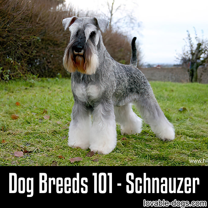 Dog Breeds 101 - Schnauzer - WP