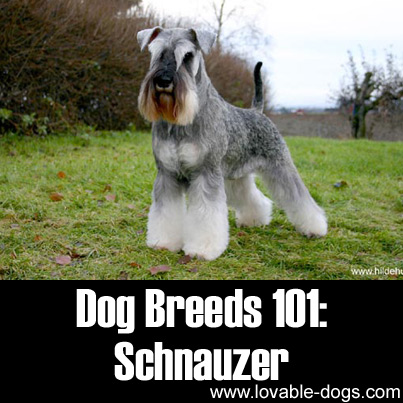 Dog Breeds 101 - Schnauzer