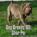 Dog Breeds 101: Shar Pei