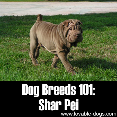Dog Breeds 101 - Shar Pei