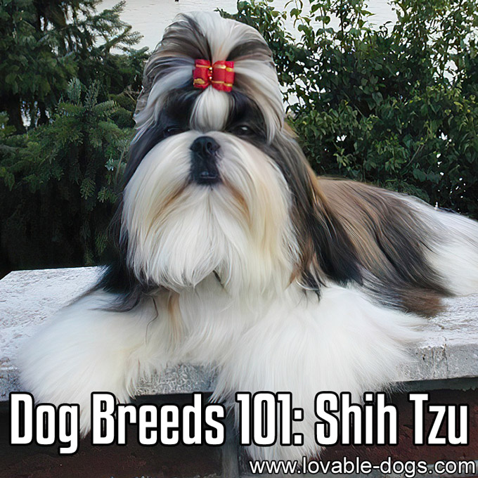 Dog Breeds 101- Shih Tzu - WP