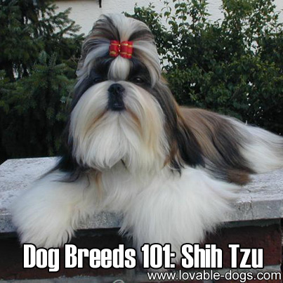 Dog Breeds 101- Shih Tzu