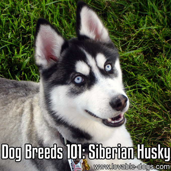 Dog Breeds 101-Siberian Husky - WP