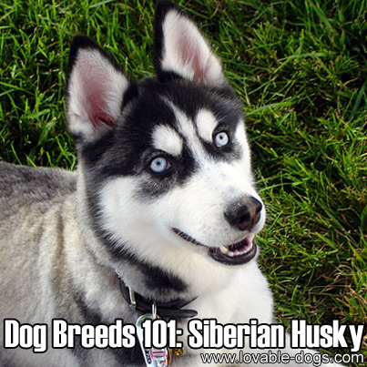 Dog Breeds 101-Siberian Husky