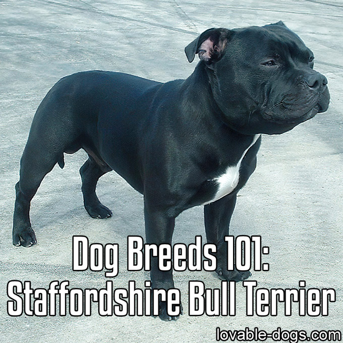 Dog Breeds 101 - Staffordshire Bull Terrier - WP