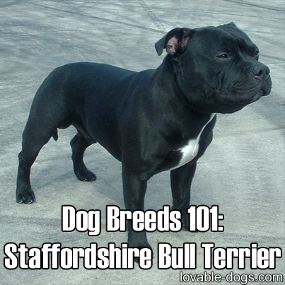 Dog Breeds 101 - Staffordshire Bull Terrier
