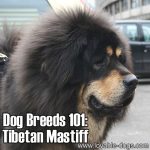 Dog Breeds 101: Tibetan Mastiff