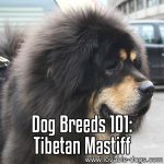 Dog Breeds 101: Tibetan Mastiff