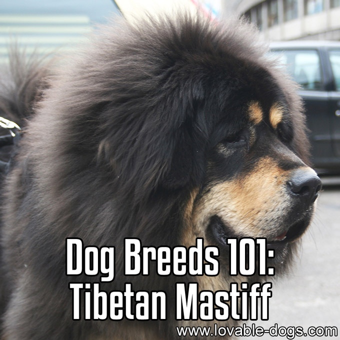 Dog Breeds 101-Tibetan Mastiff - WP