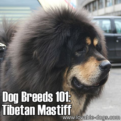 Dog Breeds 101-Tibetan Mastiff