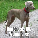 Dog Breeds 101: Weimaraner