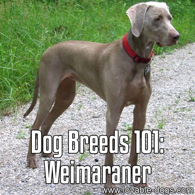 Dog Breeds 101 - Weimaraner - WP