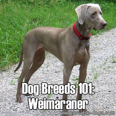 Dog Breeds 101 - Weimaraner