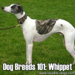 Dog Breeds 101: Whippet