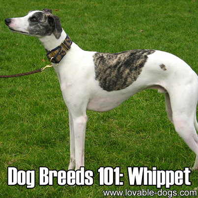 Dog Breeds 101 - Whippet