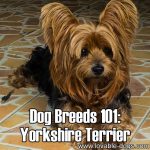 Dog Breeds 101: Yorkshire Terrier