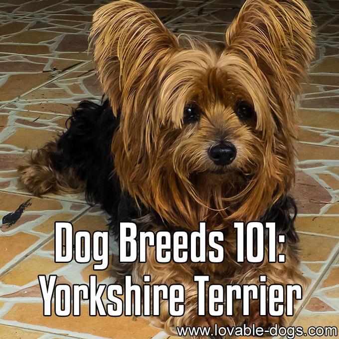 Dog Breeds 101 - Yorkshire Terrier - WP