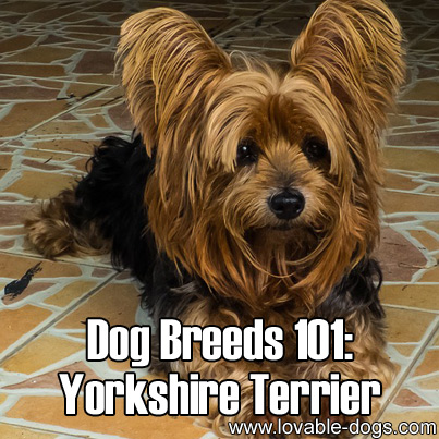 Dog Breeds 101 - Yorkshire Terrier