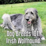 Dog Breeds 101: Irish WolfHound