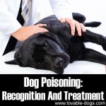 Dog Poisoning: Recognition And Treatment