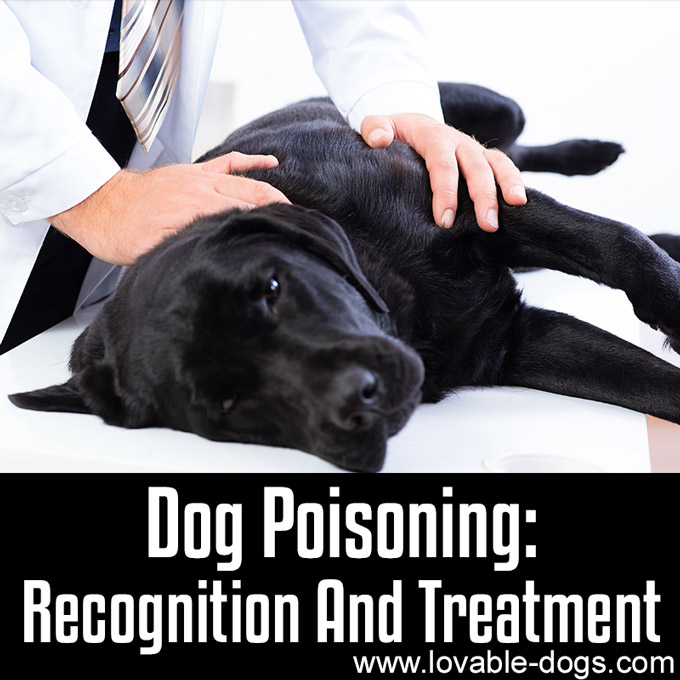 Dog Poisoning - Recognition And Treatment - WP