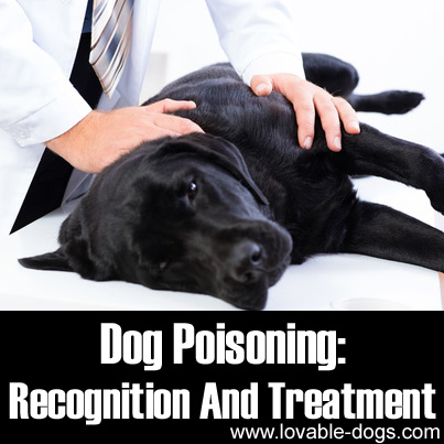 Dog Poisoning - Recognition And Treatment